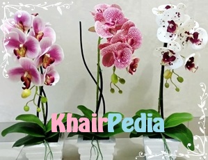 Bunga Anggrek Orchid Mempesona Dari Perawatan Istimewa Khairpedia الخير Khairpedia