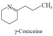 gama-Coniceine