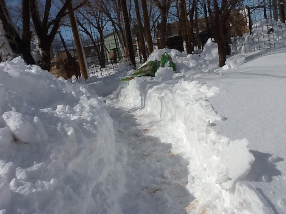 Aftermath Of Yesterday's Historic Blizzard Across Eastern NM & W TX.
