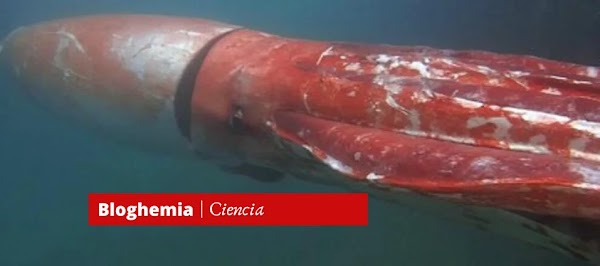 Se revela el misterioso genoma del calamar gigante
