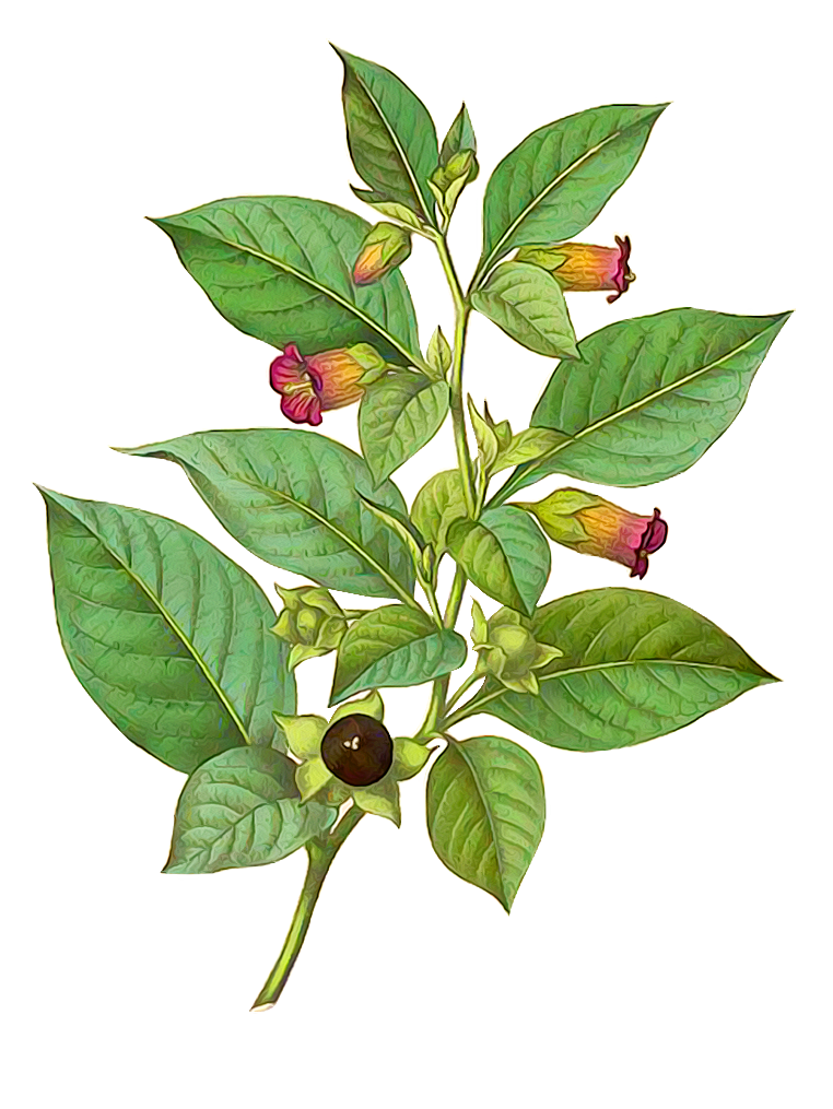 Botanical Flowers | floral designs | Watercolor Illustration | PNG Free