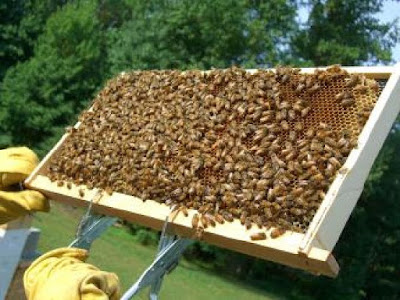 Συνένωση μελισσών (ΟΛΟΙ ΟΙ ΤΡΟΠΟΙ)