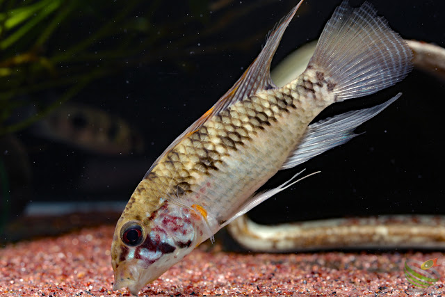 Apistogramma sp. cuiari