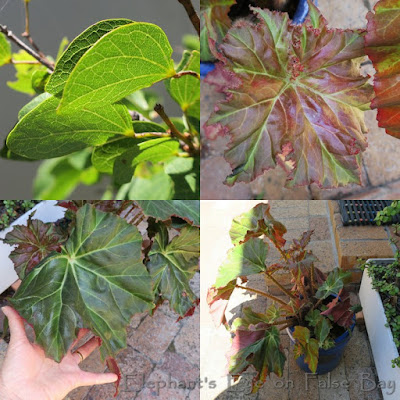 Bauhinia  and begonia leaves