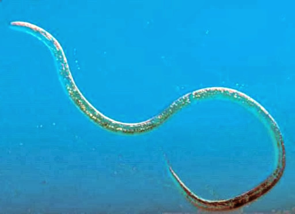 aquabay2u Vinegar Eels