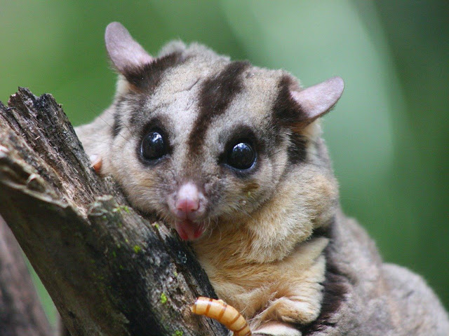 memelihara sugar glider