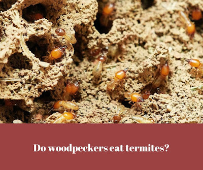 Do woodpeckers eat termites? Do woodpeckers eat termites?