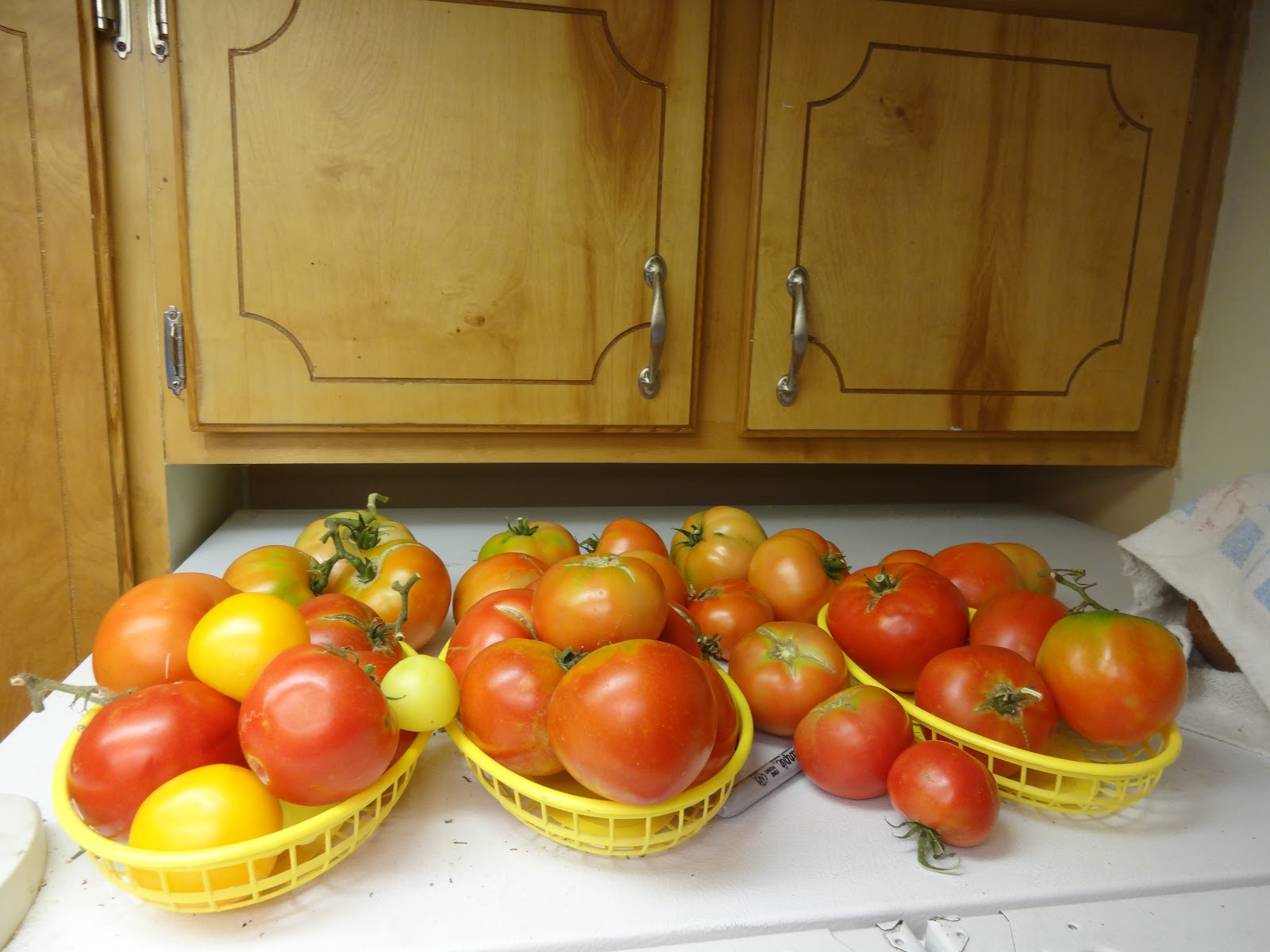 The Scientific Gardener Fridge Tomatoes