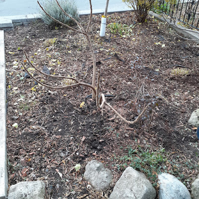 Toronto Little Portugal Fall Cleanup After by Paul Jung Gardening Services--a Small Toronto Organic Gardening Company