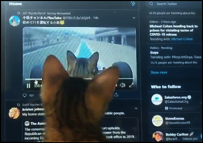 Funny kitty watching a video of a amazing cat driving a Formula One car Funny kitty watching a video of a amazing cat driving a Formula One car