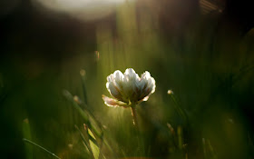 High Resolution Nature Wallpaper 