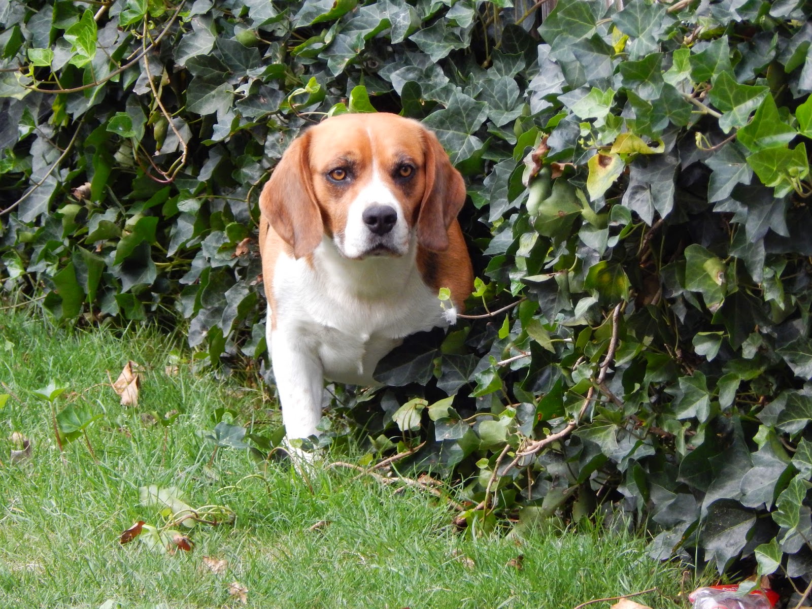 Dierenweetjes: Mannetjes hond