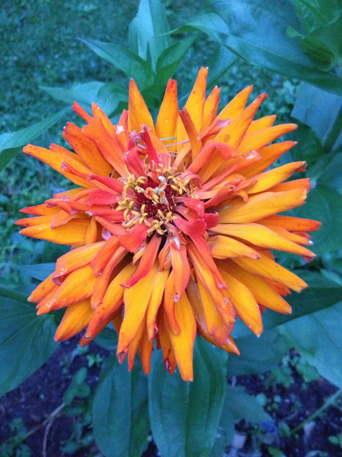 Sprouts Growing Zinnias from Seed