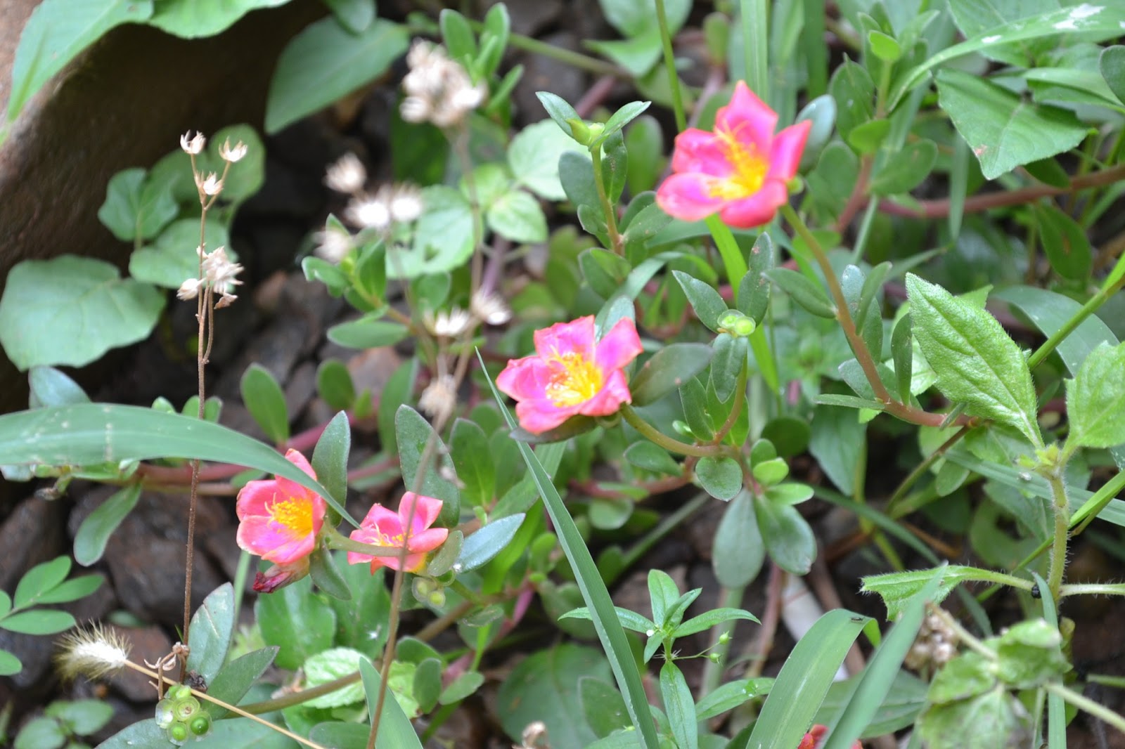 LIVRE PENSAR & VIVER: Maio 2013