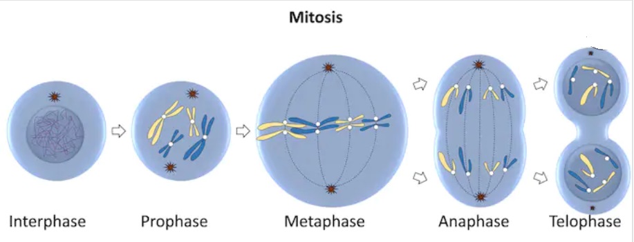 a. 6. Pembelahan mitosis berlangsung dalam 4 fase dan setiap fase menunjukk...