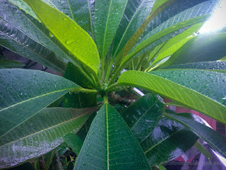 Raindrops On Green Plumeria Leaves In The Garden Of The House