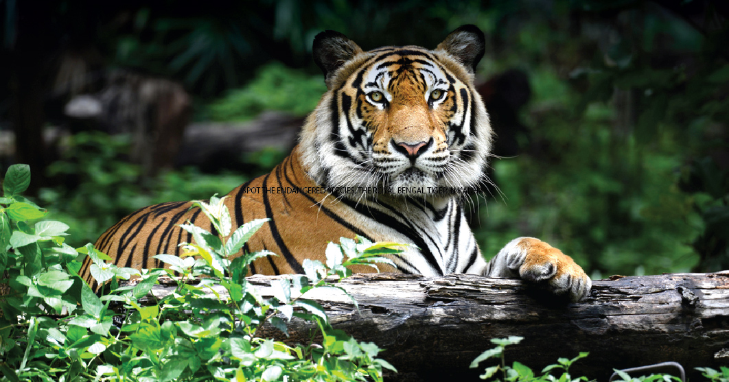 bengal number of tigers have been increased in sundarban rajib banerjee
