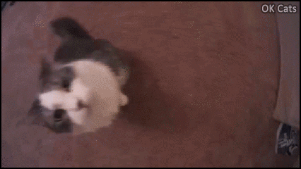 Cute Cat GIF • Affectionate kitty hugs and kissses her beloved human. Pure love