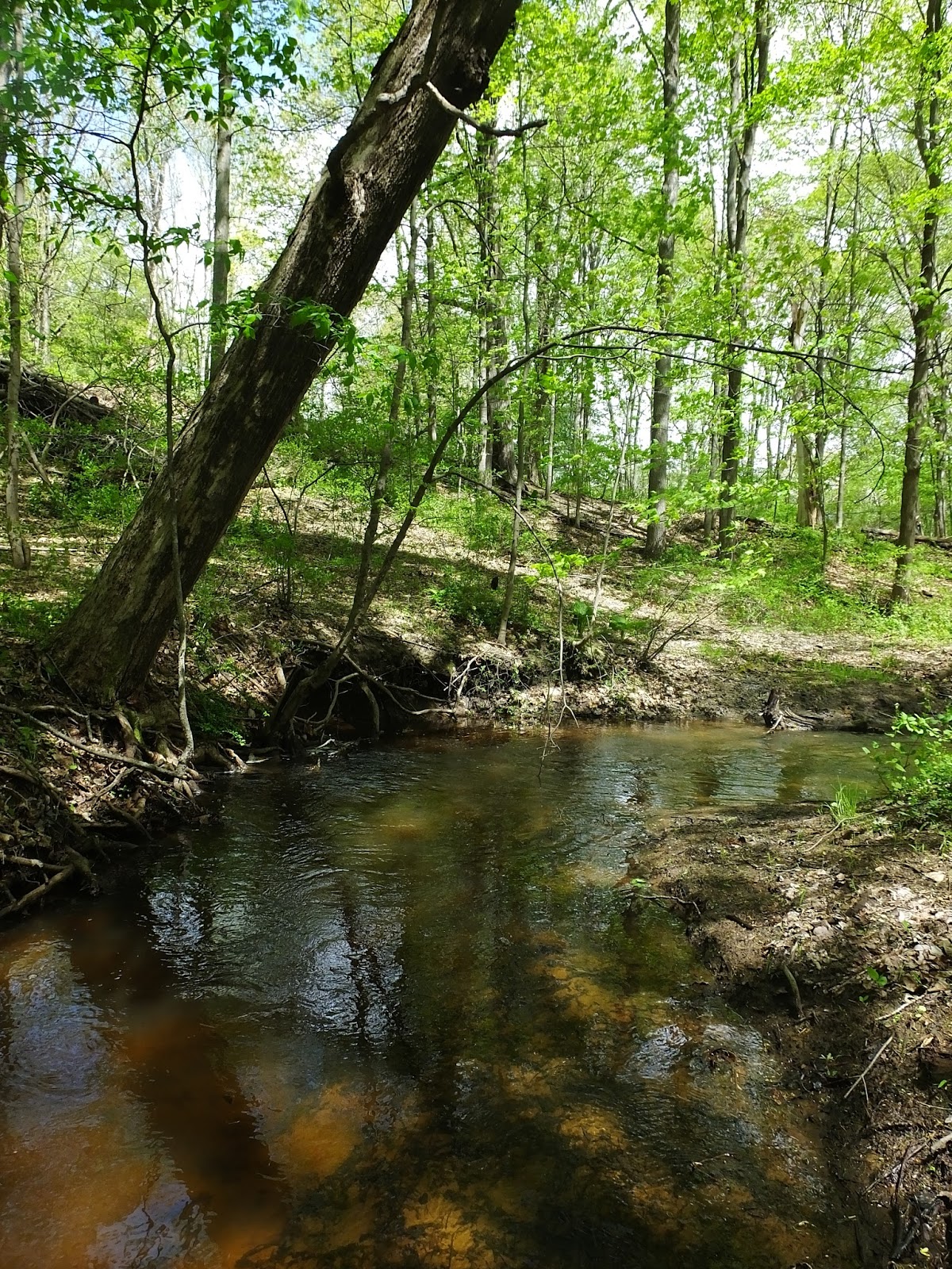 Connecticut Fly Angler Wild Trout Stream 65