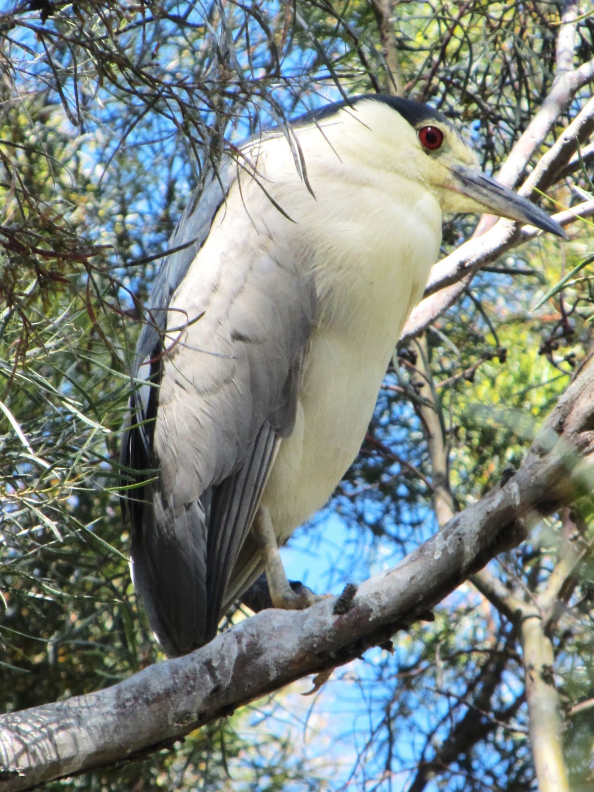 BirdsEyeViews: Northern California Birds and other Wildlife