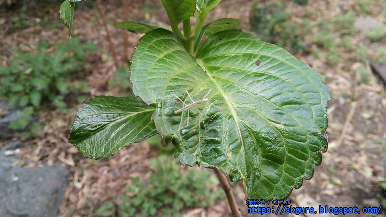 ｇスカの適当に遊べ 凄い珍しい虫見つけました ナナフシの子供です