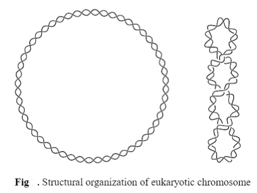 Structure of Chromosomes: Prokaryotic and Eukaryotic