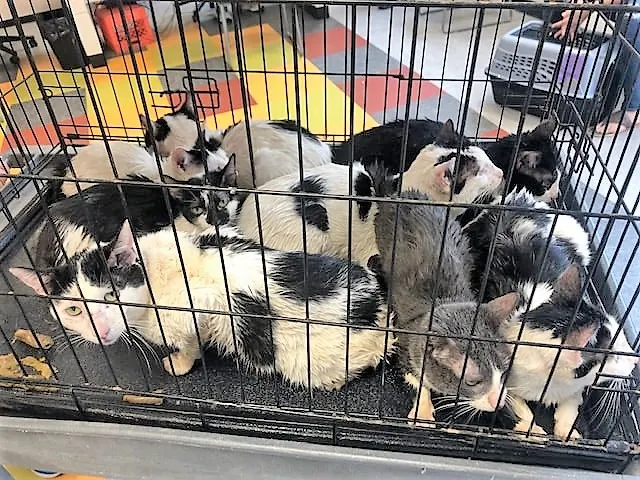 Some of the 15 rescued cats at ACCT Philly