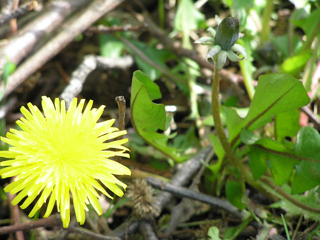 dandelion edible weeds