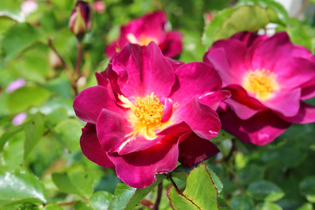 Les roses du jardin secret: Wild rover. Dickson 2007.