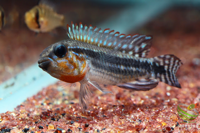 Apistogramma sp. miua / Igarape Miua