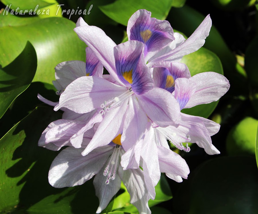 Flores del Jacinto de Agua, Eichhornia crassipes