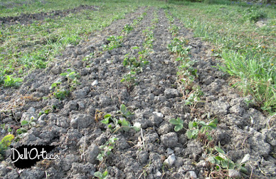 l'orto dell'azienda agricola dell'ortica a Savigno Valsamoggia in Appennino vicino Zocca