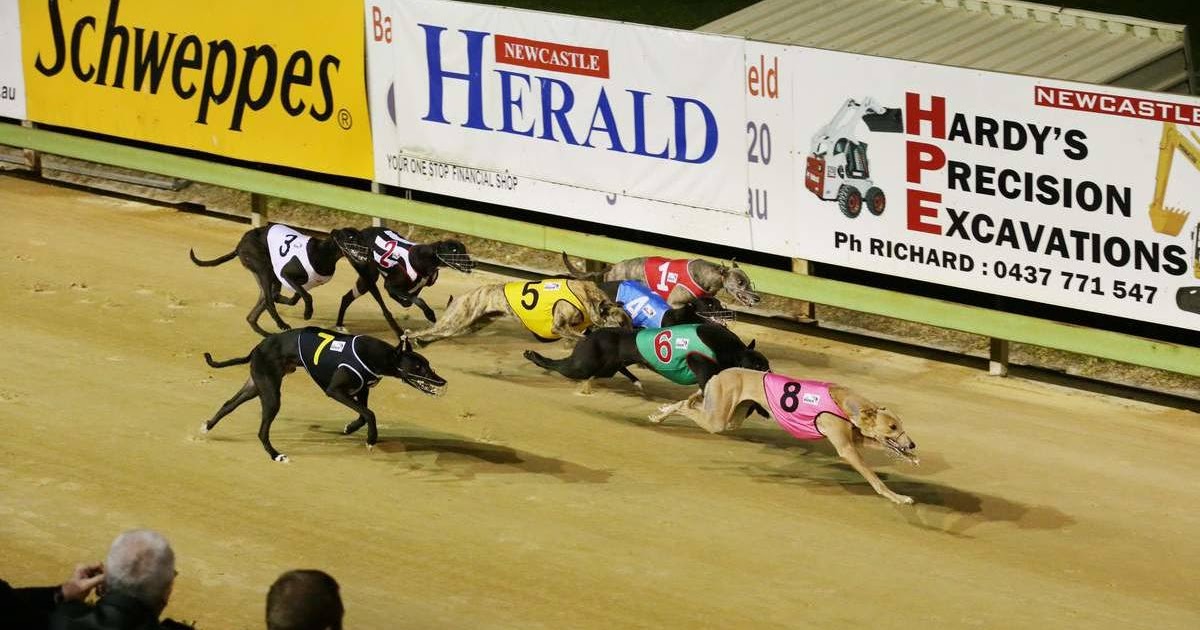 2NURFM Hunter News Newcastle Greyhound Track Named Deadliest in NSW to