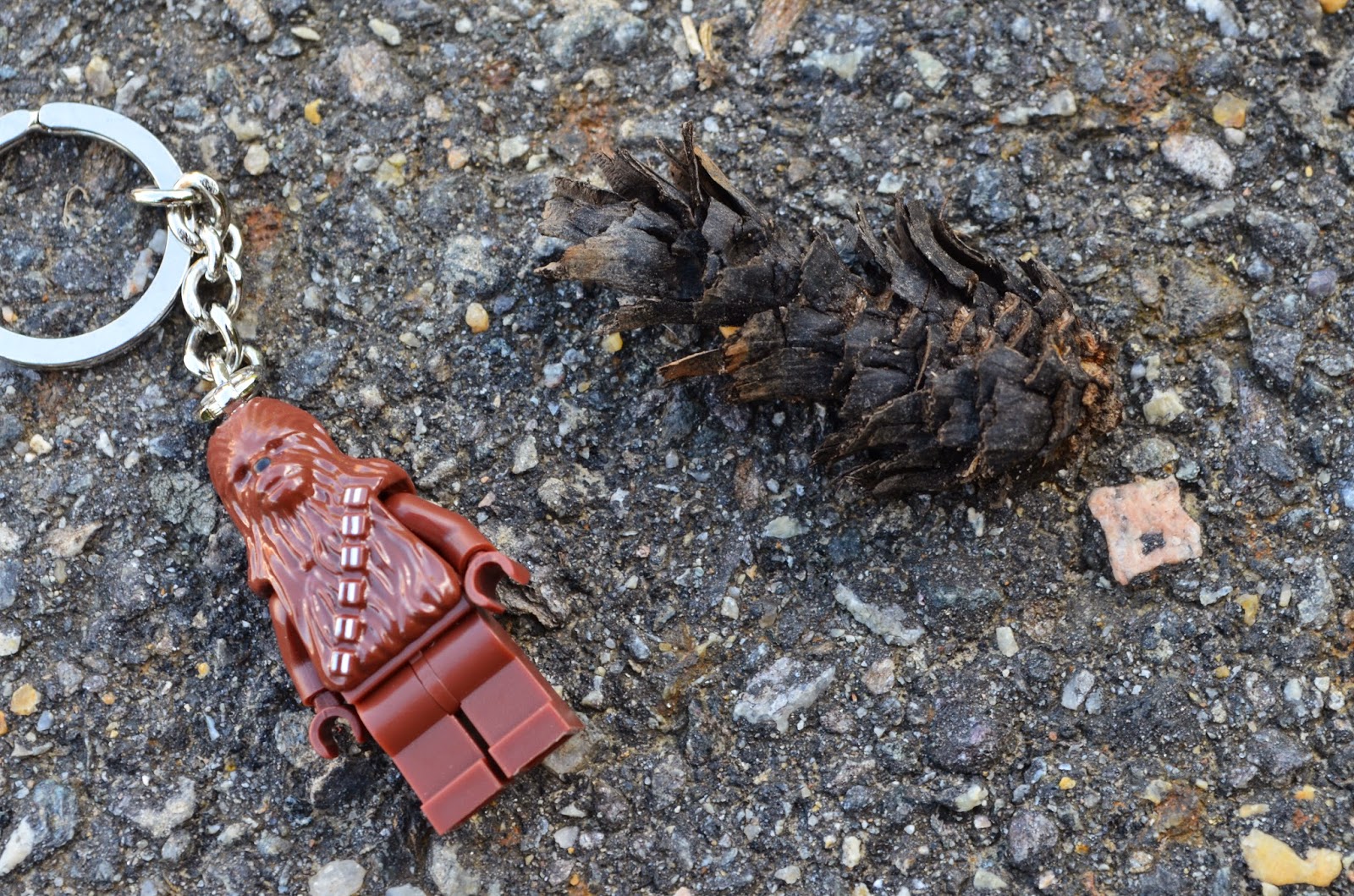 AP Bio Biological Collection Photo Blog 3. Gymnosperm Cone