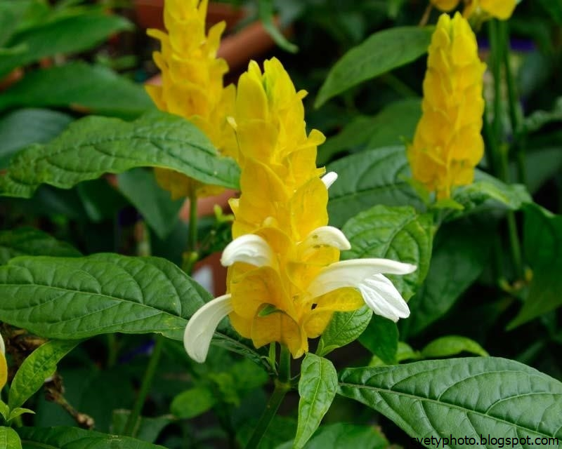 Комнатный цветок цветет желтым. Пахистахис жёлтый. Цветок Пахистахис желтый. Желтый цветок комнатный Пахистахис. Pachystachys lutea.