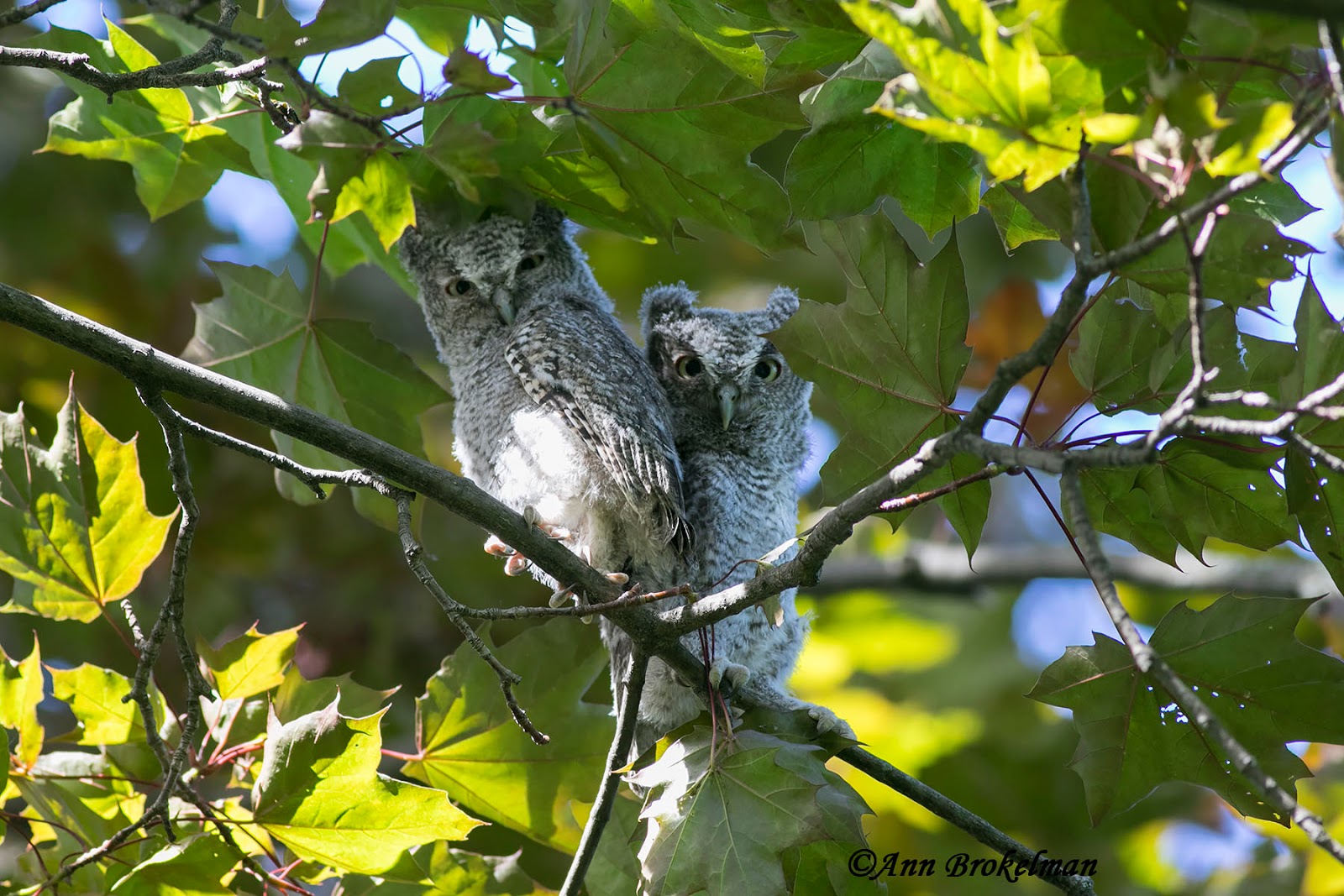 Ann Brokelman Photography Eastern Screech Owl In My Backyard 2017