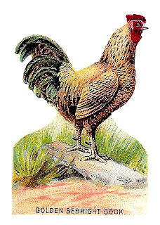 digital bird clip art bird chicken fowl image illustration clipart antique digital