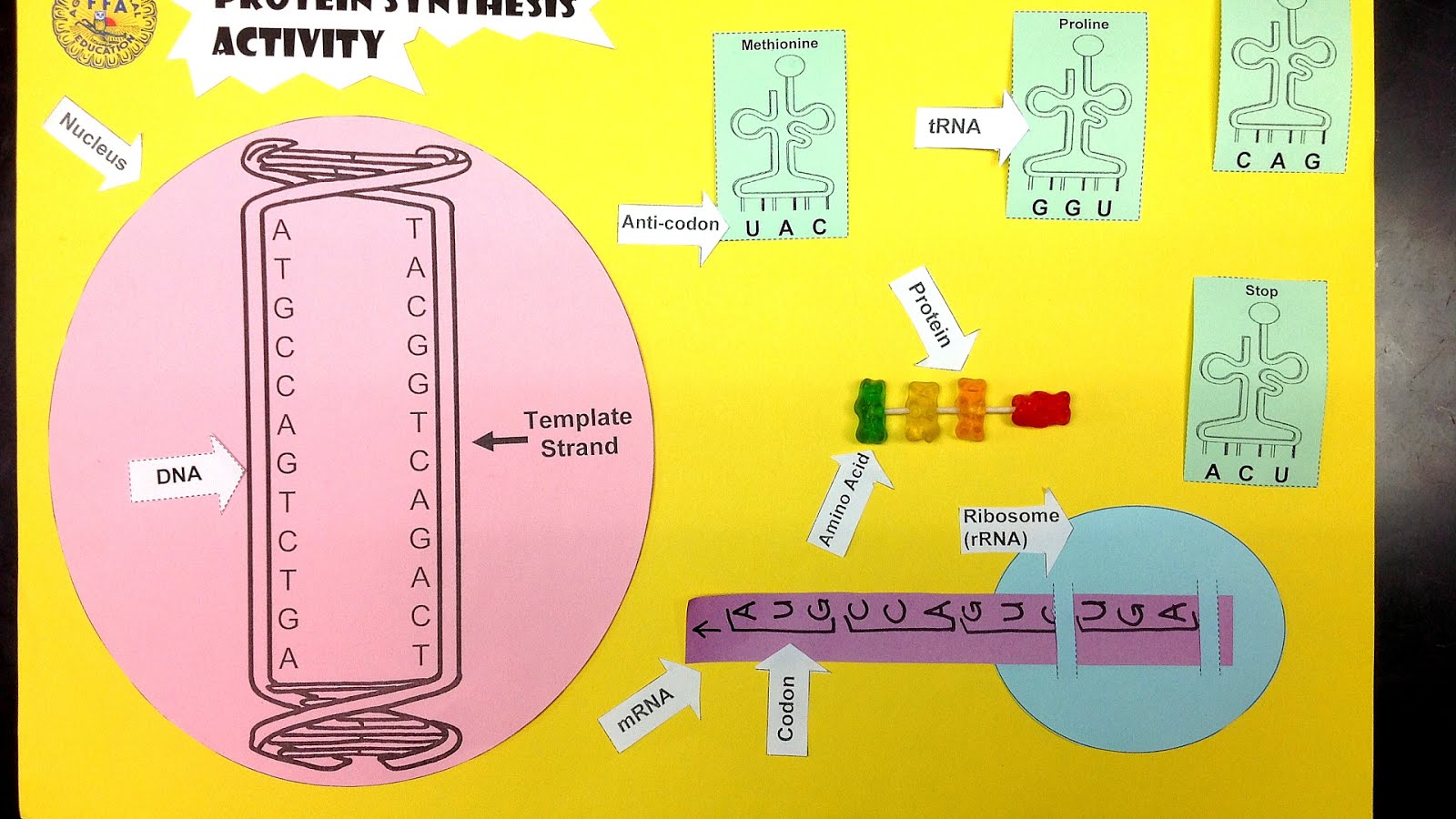 Protein Synthesis Crossword Puzzle - Protein Choices