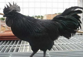 ayam cemani