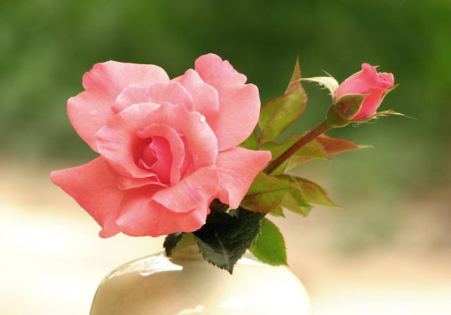 Pink Roses Pictures