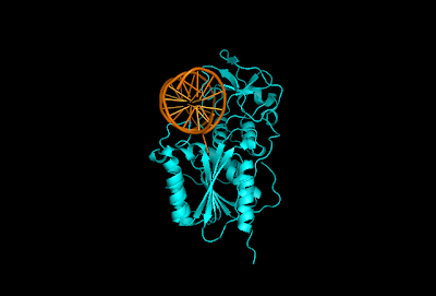 Structure of DNMT1-DNA Complex Reveals a Role for ...