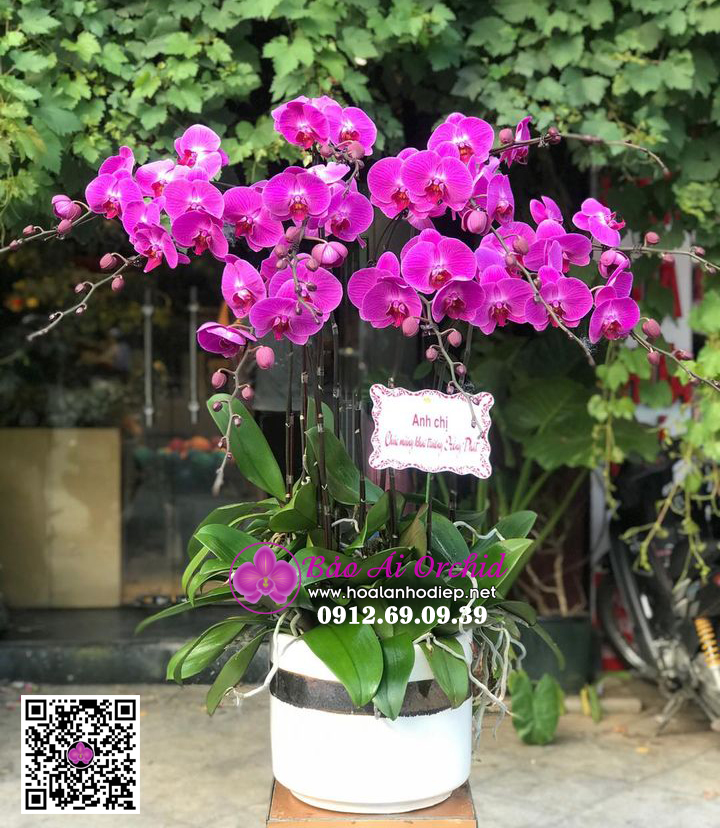 [TỔNG HỢP] Những mẫu hoa lan hồ điệp biếu tết 2021 Siêu đẹp 