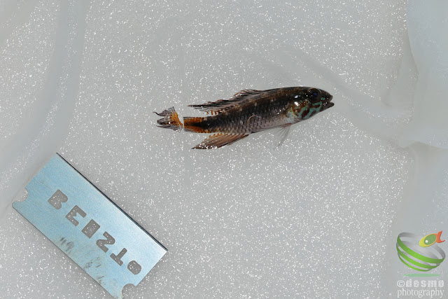 Apistogramma flabellicauda