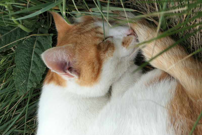 Ma vie de chat par Ama - Alpes de Haute Provence