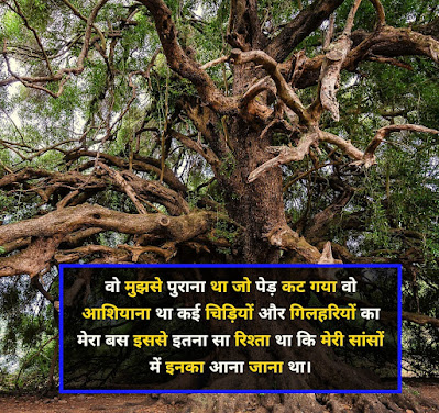 Tree Par Shayari