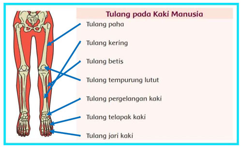 21+ Kunci Jawaban Tema 1 Kelas 5 Halaman 68 Pictures