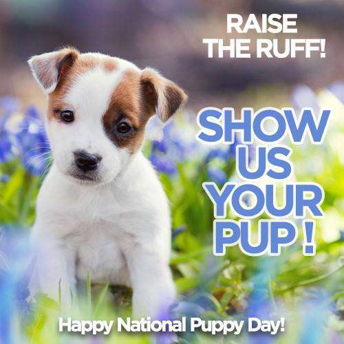 National Puppy Day Wishes Sweet Images National Puppy Day Wishes Sweet Images