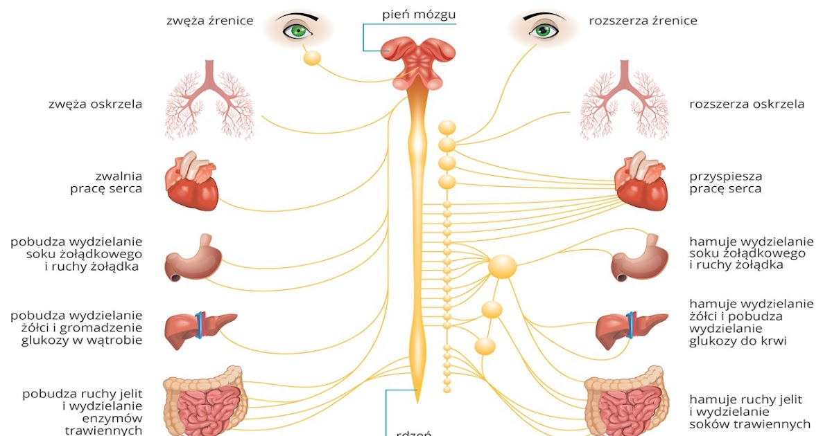 Budowa I Funkcjonowanie Układu Hormonalnego MÓJ SPOSÓB NAUKI W CZASIE KWARANTANNY: biologia 2b