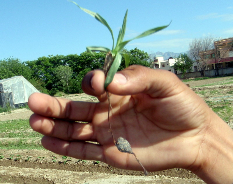 Xtremehorticulture of the Desert Removing Nutgrass by Excavating Soil