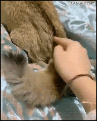 Amazing Cat GIF • Funny trick. When your cat has a magic snake-tail. What sorcery is this? Amazing Cat GIF • Funny trick. When your cat has a magic snake-tail. What sorcery is this?
